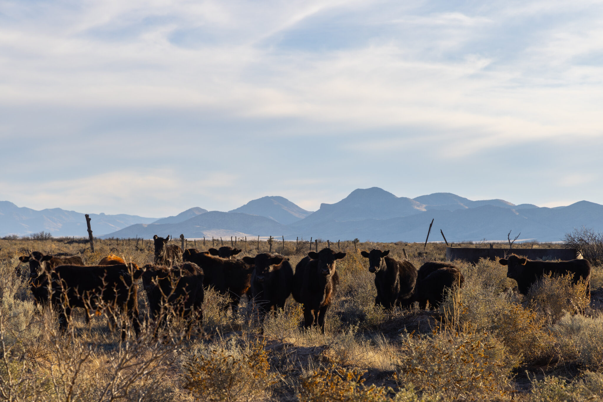 Mountain Range Desert Cows Landscape Scenic
